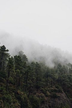 Forêt brumeuse sur Dayenne van Peperstraten