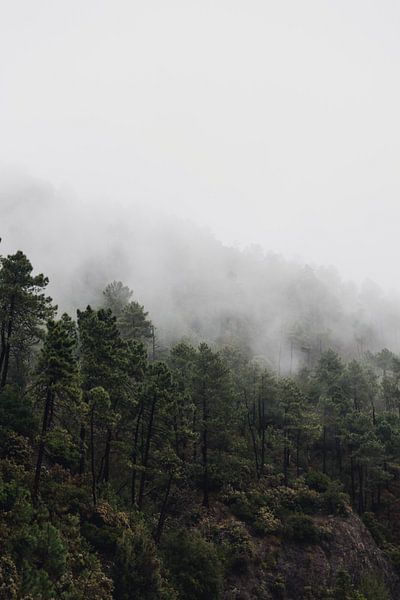 Misty forest by Dayenne van Peperstraten