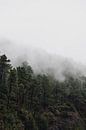 Misty forest by Dayenne van Peperstraten thumbnail