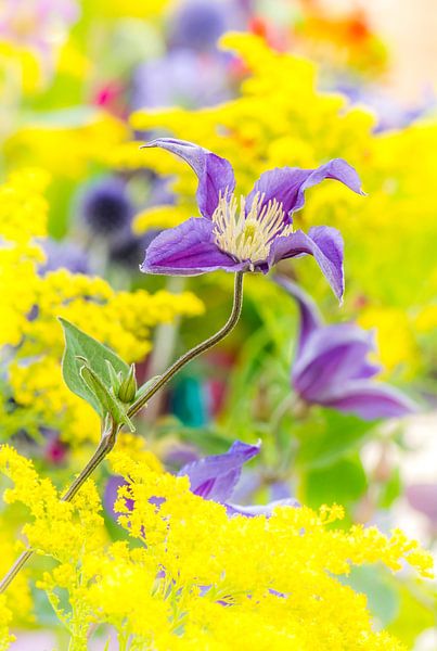 Flower meadow in summer by ManfredFotos