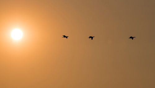 drie aalscholvers tijdens zonsondergang