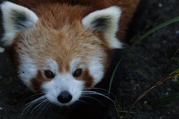 rode panda van Remko van der Hoek- Zijdemans