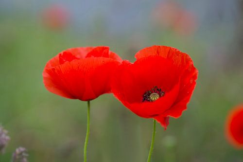 Double beauty (Twee prachtige klaprozen naast elkaar in een tuin)