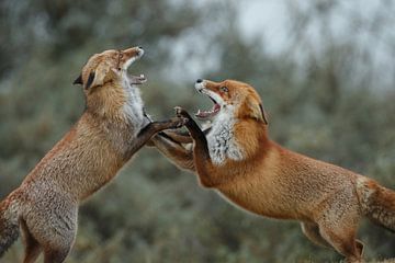 Red foxes by Menno Schaefer
