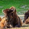 Das Bison von Photoart-Naegele