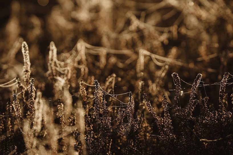 Verbinding van Danae Willeme