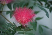 Fluffy pink flower