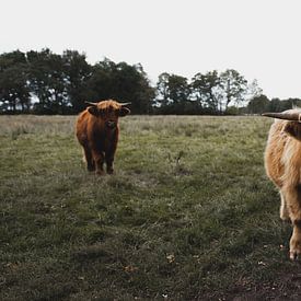 Schotse Hooglanders van Rob Veldman