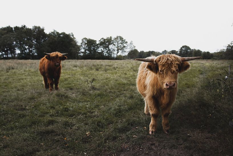 Schotse Hooglanders von Rob Veldman