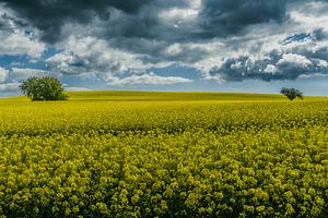 Wald & Wiesen