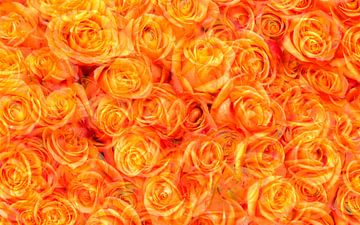 Orange Rosen