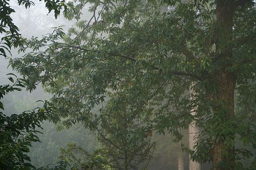 Perfectie in het bos