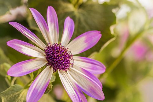 Senecio Senetti