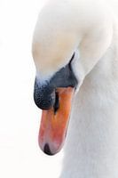 Zwaan