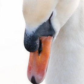 Swan by Shadia Bellafkih
