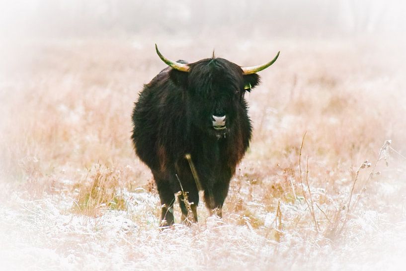 Schotse Hooglander van Bianca  Hinnen