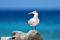 King tern on a block of coral
