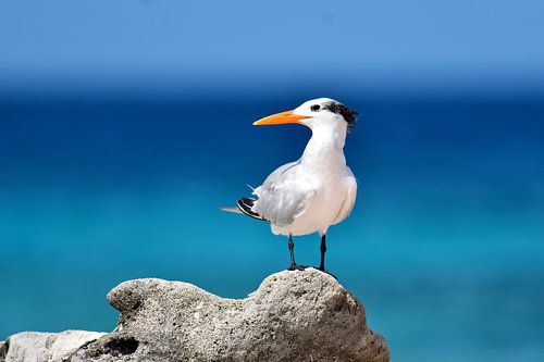 King tern on a block of coral