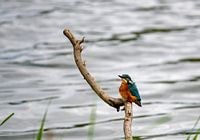 Eisvogel am Wasser