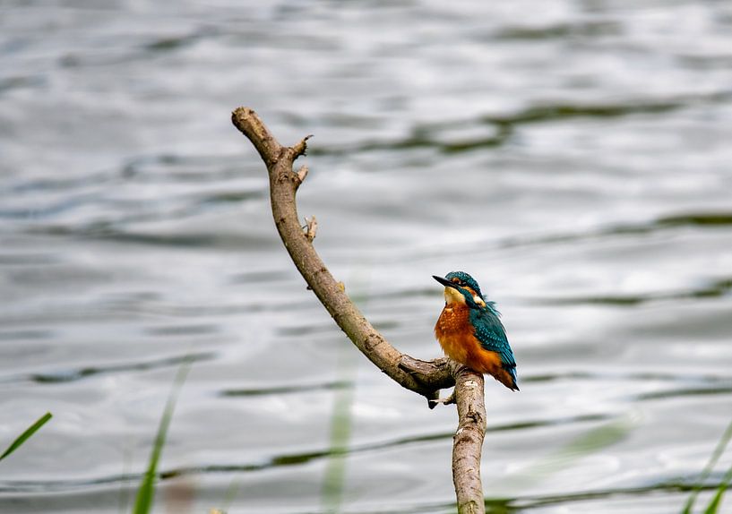Kingfisher on the waterfront by Jean's Photography