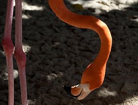 Flamingo in Curaçao by Karel Frielink