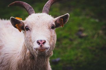 A staring goat by Fotografie design N