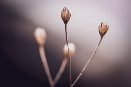 Die Einfachheit der Natur von Nadia Feys