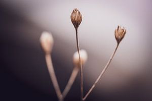 La simplicité de la nature