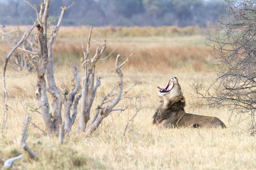 Roaring Lion by Angelika Stern