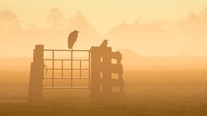 Un lever de soleil brumeux