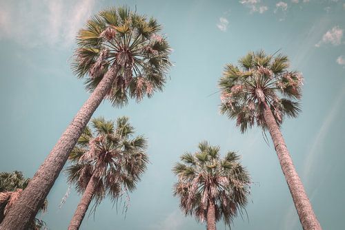 Onder de palmbomen | zachte kleuren | zomer