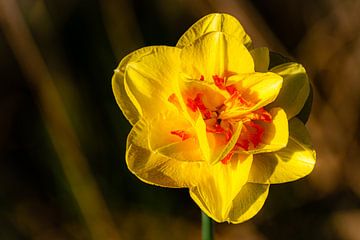 Macro bloem gele narcis op weide met bokeh in de lente bij Pasen van Dieter Walther