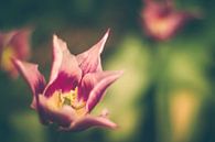 Tulpen (Tulpenballade) von Nicky Kapel Miniaturansicht