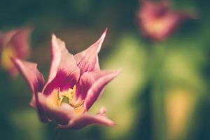 Tulpen (Tulipa Ballade) van Nicky Kapel