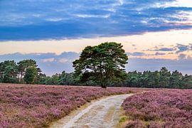 Sunset over a heather landscape by Sjoerd van der Wal Photography