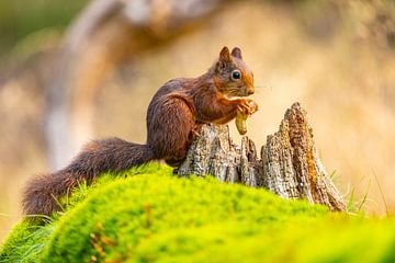 Squirrel (Sciurus vulgaris), rodent by Gert Hilbink