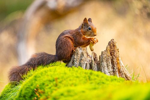 Squirrel (Sciurus vulgaris), rodent