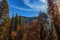 Herfst in Yosemite park van Rolf Linnemeijer thumbnail