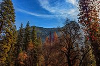 Herbst im Yosemite-Park