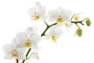 Weiße Orchidee von Lorena Cirstea Miniaturansicht