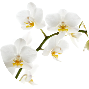 Witte orchidee van Lorena Cirstea