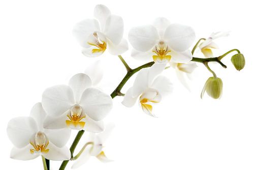 White orchid by Lorena Cirstea