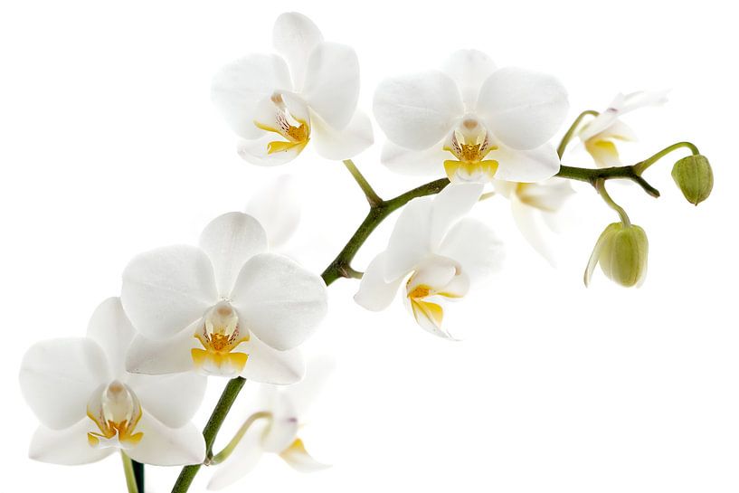 Orchidée blanche par Lorena Cirstea