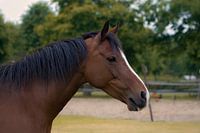 Dreamy horse