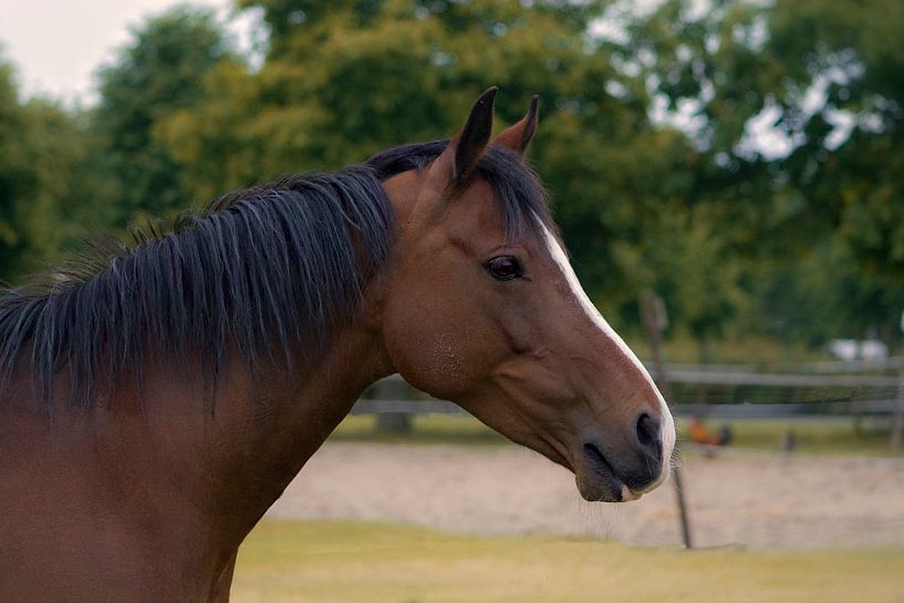 Dreamy horse par foto-fantasie foto-fantasie