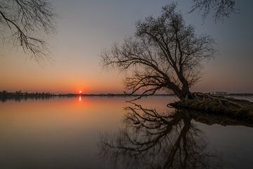 Zonsondergang bij oude boom (mangrove) van Moetwil en van Dijk - Fotografie