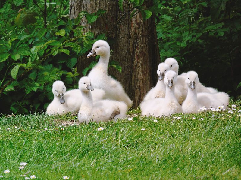 Cygnes par Anita van Gendt