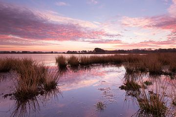 Strabrechtse Heide 231 by Deshamer