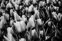 Black and white fields of tulips
