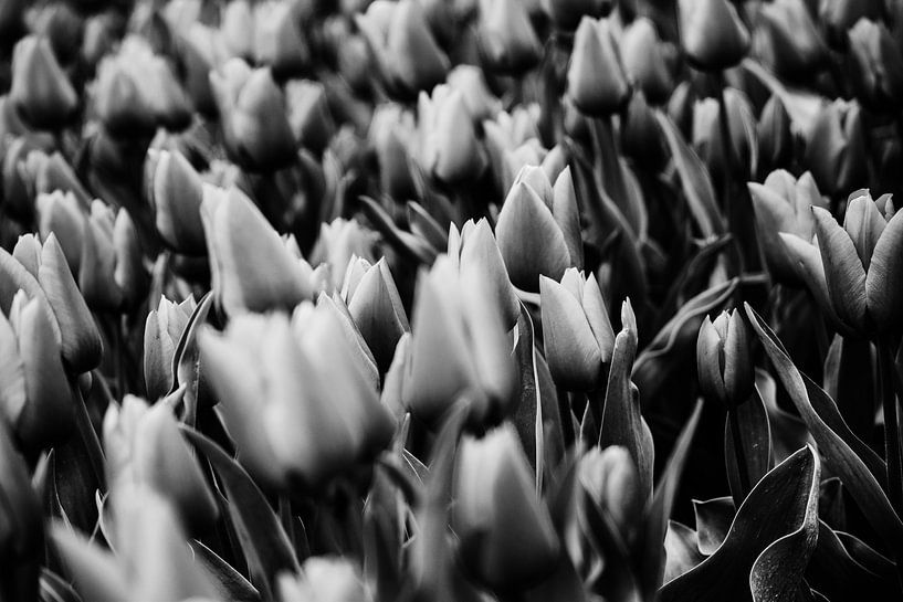 Black and white fields of tulips by Pix-Art By Naomi.k